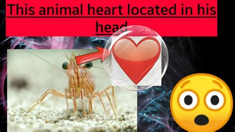 This Animal Heart Located In His Head And Other Random Facts Youtube