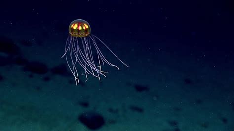 Watch Hypnotic Video Of Huge Ghostly Giant Phantom Jelly In Monterey