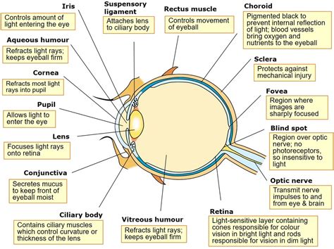 36 Eye Anatomy Diagram Quizlet Pictures