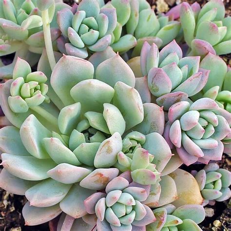 20 Best Blue Succulents For Your Collection The Succulent Eclectic