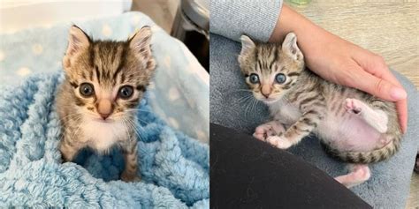 Kitten With ‘elf Ears Has A Full Stomach For The First Time And Turns