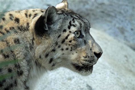 Snow Leopard Cub Stock Photo Image Of Buckskinman Endangered 104947930