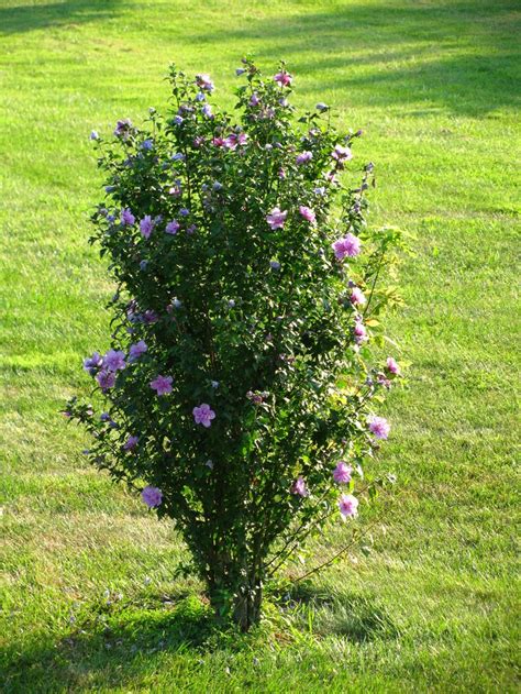 A Small Bush With Purple Flowers In The Grass