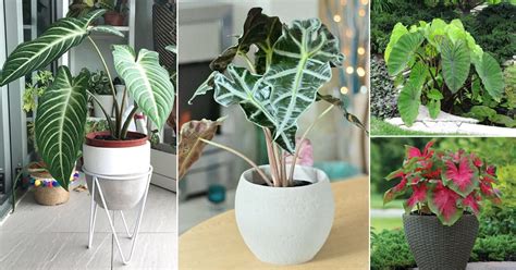 Great ideas of caladium combinations for pot producers, commercial growers and home gardeners. Seeds & Bulbs Blue Dwarf Elephant Ear Bulbs Perennial ...