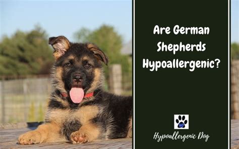 Are German Shepherds Hypoallergenic And The Perfect Pet