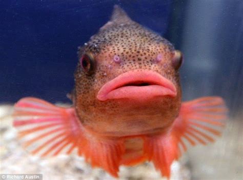 √ Fish With Big Lips Fischlexikon