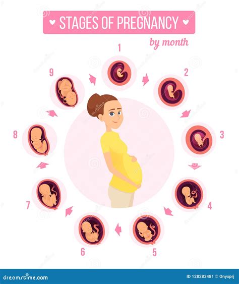 Trimestre Del Embarazo Infographic El Crecimiento Humano Efect A