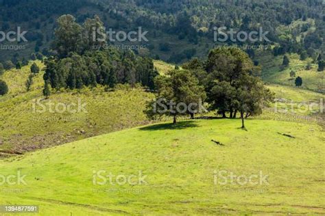 Grassland With Isolated Trees Stock Photo Download Image Now