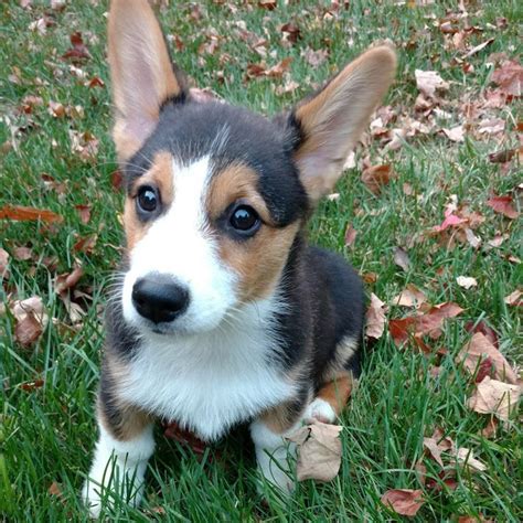 Available texas puppies for sale. Pembroke Welsh Corgi Puppies For Sale | Houston, TX #297642