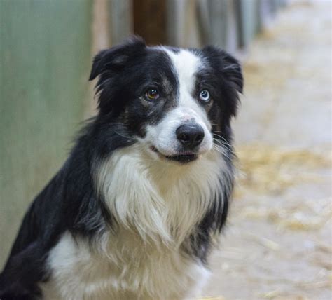 Free Images Animal Pet Friend Border Collie Hairy Look Mammals