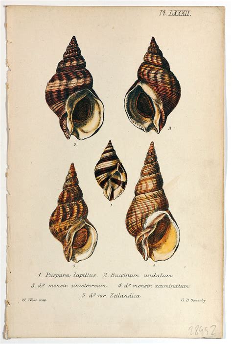 Authentic Vintage Antique Print Sea Shells Hand Colored Lithograph