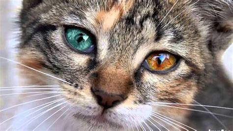 If your cat's eye color changes suddenly or over a period of time, consult with. DIFFERENT COLORED EYES IN WARRIORS (Heterochromia Iridis ...