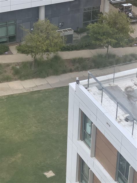 Bald Eagle spotted at Sixth College : r/UCSD