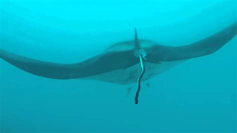 Diving With Manta Rays In Bora Bora French Polynesia Youtube