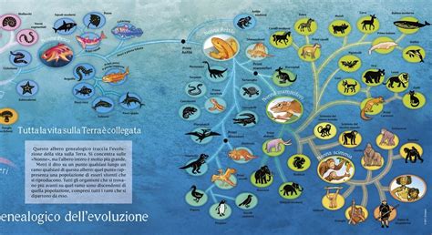 l evoluzione spiegata ai bambini ci pensa nonna pesce teen ansa it