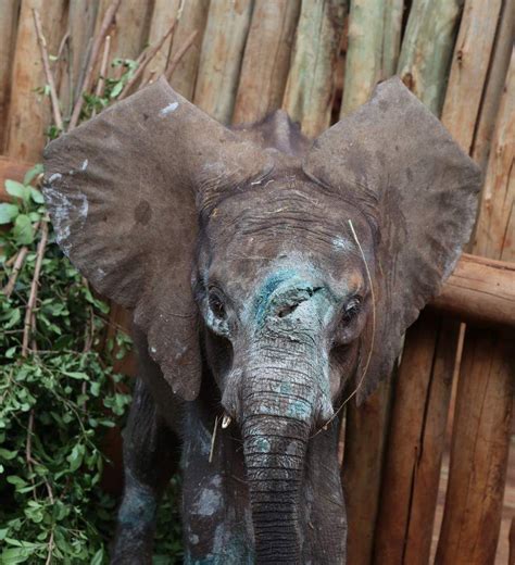 Orphaned Baby Elephant Had Odds Against Him Now Theres Hope