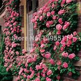 Pictures of Buying Climbing Roses