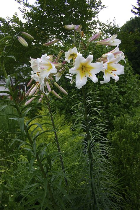 Trumpet Lilies Lilium Regale Mid June 2013 White