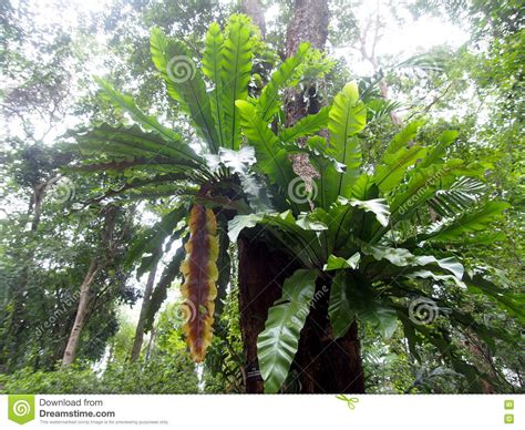 Green Leaves Of Tropical Plants Large Birds Nest Fern
