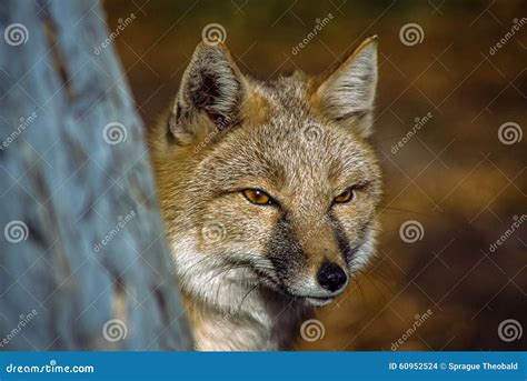 A Swift Fox Looking For Prey Stock Photo Image Of Country Beautiful