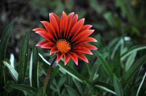 Single Red Daisy Flower Free Stock Photo Public Domain Pictures