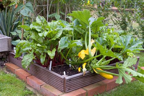 10 Organic Gardening Tips Bbc Gardeners World Magazine