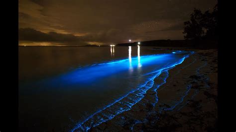 Amazingly Bright Bioluminescence Jervis Bay Vincentia Sea Sparkles