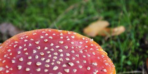 Hallucinogenic Mushrooms Show Medical Promise Health And Sports News