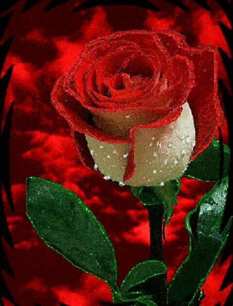 Life is the flower for which love is the honey. Top 35 Whatsapp Dp Rose Flowers Rose Images For Whatsapp ...