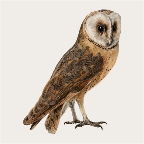 Free Vector Barn Owl Bird Vector Hand Drawn