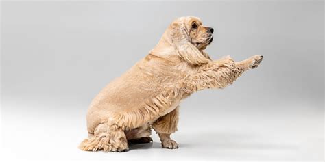 How To Read Dog Body Language Dan Gentile