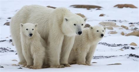 20 Polar Bear Facts And Information For Kids Tail And Fur