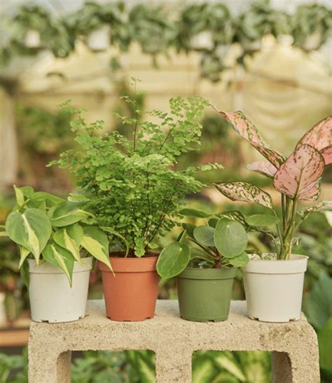 Cactuses are known for their nutrients as well as their medicinal value. Rooted NYC believes in the positive mental, emotional, and ...