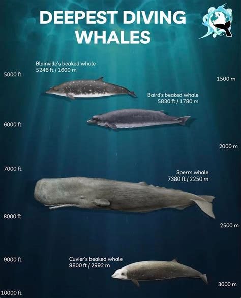 Did You Know That Some Whales Can Dive Up To 3000m 10 000ft Under The