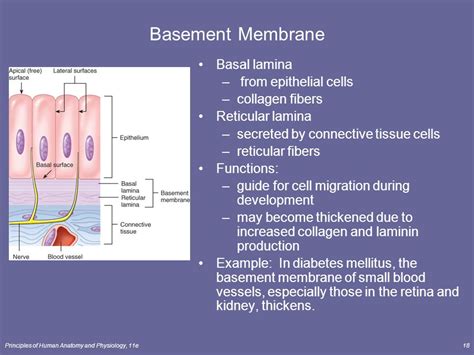 What Is A Basement Membrane Openbasement
