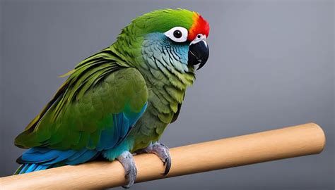The Alluring World Of Blue Crown Conures Birds Coach