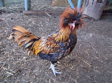 Pin By Katherine Brown Holmen On I Love Chickens Beautiful Chickens