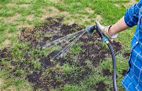 How To Repair Your Lawn Better Homes And Gardens