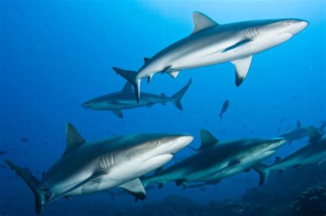 Existen de diversos tamaños, el escualo vivo más grande que existe es el tiburón ballena (rhincodon typus), el cual mide de 14 a 20 metros. Tiburones: los asesinos del mar - Batanga