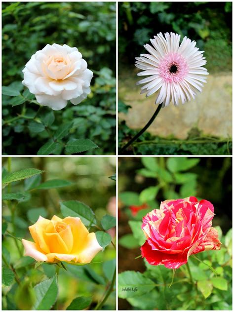 Located in the tringkap cameron highlands, the rose valley houses an amazing 450 varieties of roses in all shapes and sizes ranging from the black rose, hornless rose plant with 20 fragrant varieties, the colourful miniature roses and many more. Rose Valley @ Cameron Highlands