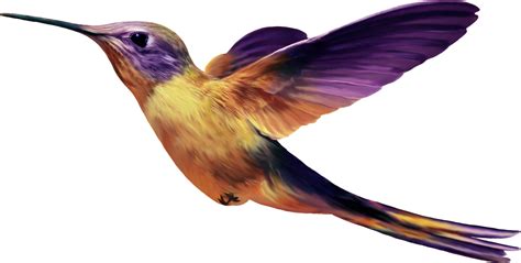 Hummingbird Png Transparent Image Download Size 1379x696px