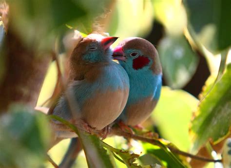 Birds In Love A Pair Of Red Cheeked Cordon Bleus This Flickr