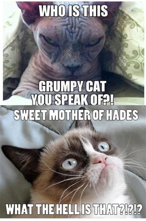 Grumpy Cats Terrified Grumpy Cat Meme Funny Cat Memes