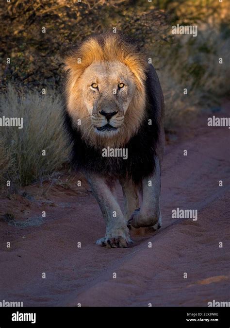 Lion Panthera Leo Male Walking On Park Trail At Sunrise Tswalu