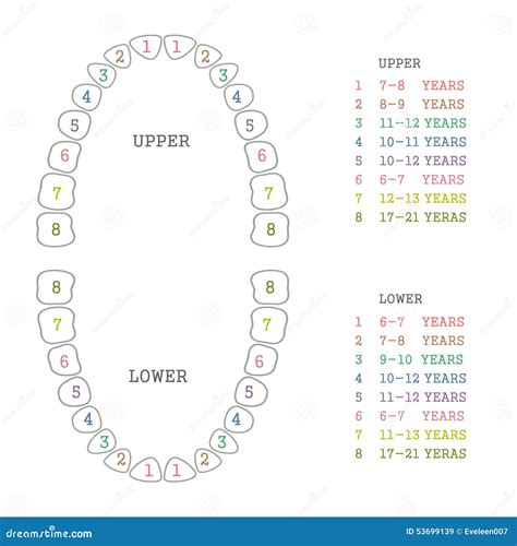 Tooth Chart Human Teeth Stock Vector Image 53699139