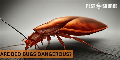 Are Bed Bugs Dangerous Pest Source