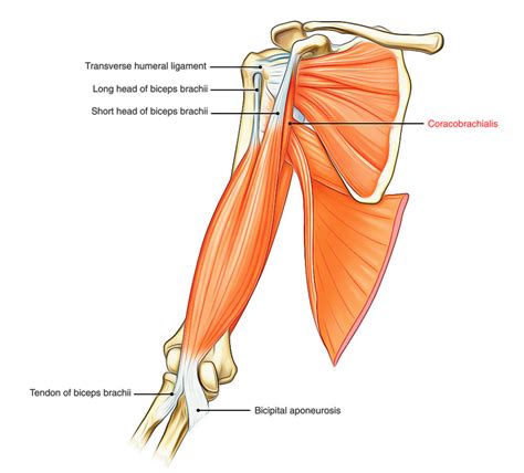The arm extends from the shoulder to the wrist, including the upper arm and forearm. Easy Notes On 【Muscles of the Upper Arm】Learn in Just 3 ...