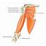 Easy Notes On 【Muscles Of The Upper Arm�Learn In Just 3 Minutes 