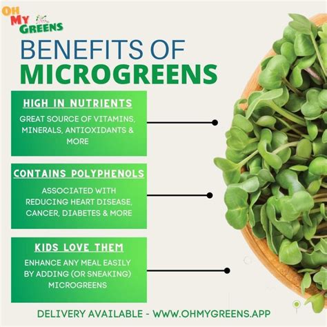 What Are Microgreens Ohmygreens
