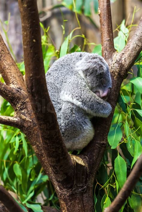 Sleeping Koalas Koala Bear Stock Image Colourbox